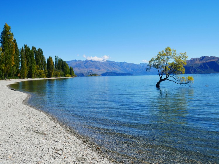Wanaka tree